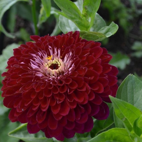 Super Yoga Elegans Dark Red Zinya Çiçeği Tohumu (40 tohum) ürün görseli 1