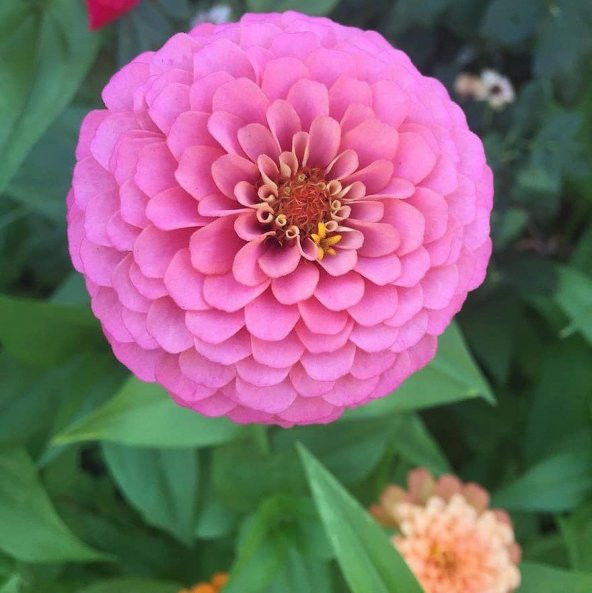 Super Yoga Rose Zinya Çiçeği Tohumu (40 tohum)