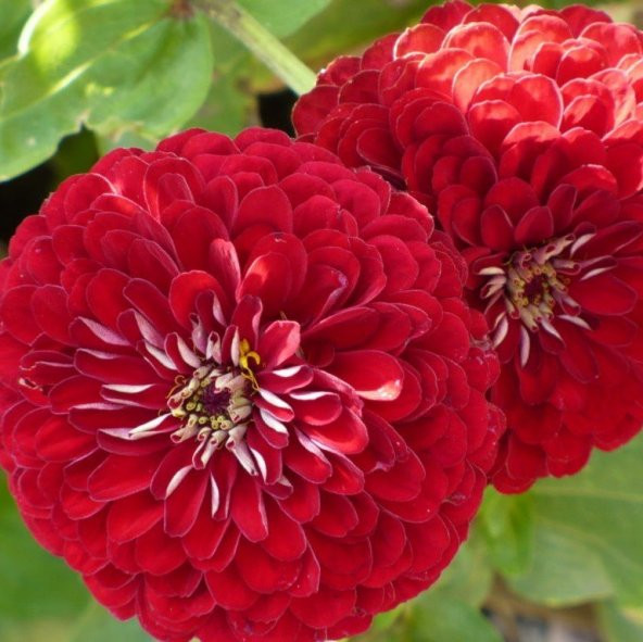 Super Yoga Scarlet Zinya Çiçeği Tohumu (40 tohum) ürün görseli 1