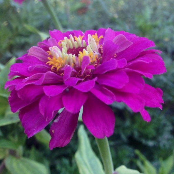 Dahlia Çiçekli Dream Rosy Lavender Zinya Çiçeği Tohumu (40 tohum) ürün görseli 1