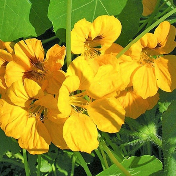 Tropaeolum Peach Melba Latin Çiçeği Tohumu (10 adet)