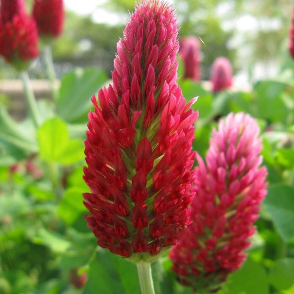 Red Love Trifolium Çiçeği Tohumu (50 tohum) ürün görseli 1