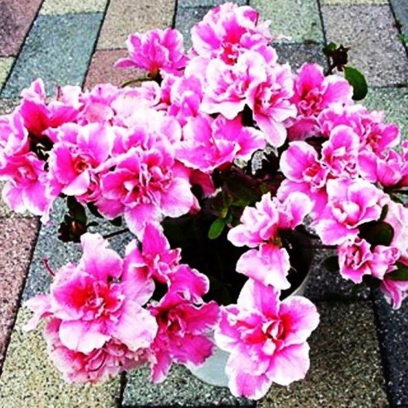 Lila Renkli Bottae Godetya Çiçeği Tohumu (50 tohum) ürün görseli 1