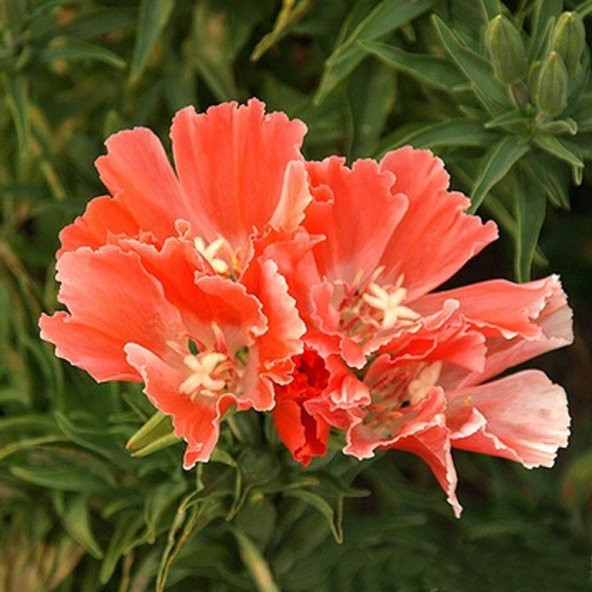 Doğal Oranj Godetia Çiçeği Tohumu (50 tohum) ürün görseli 1