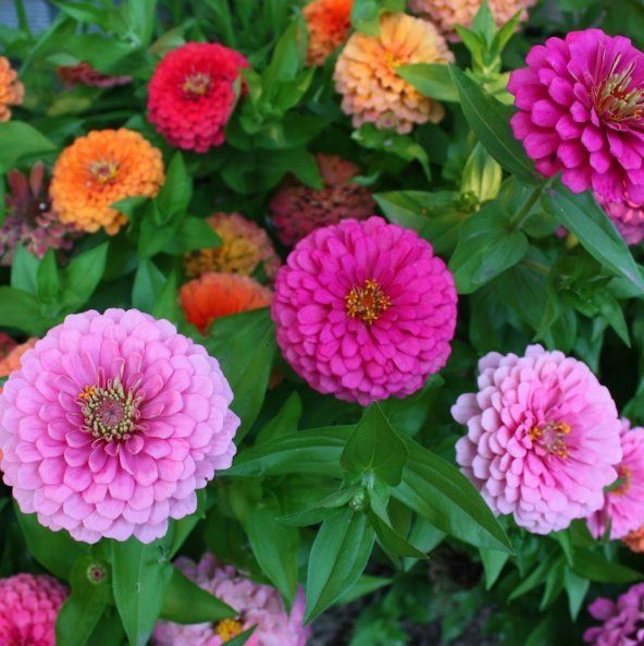 Karışık Kaliforniya Zinya Kirli Hanım Çiçeği Tohumu (50 tohum) ürün görseli 1