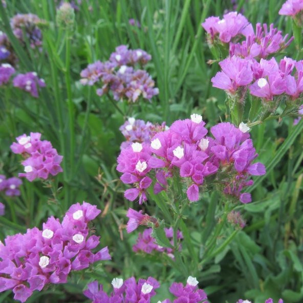 Limonium Sinuatum Deep Rose Deniz Lavantası Tohumu (30 tohum) ürün görseli 1