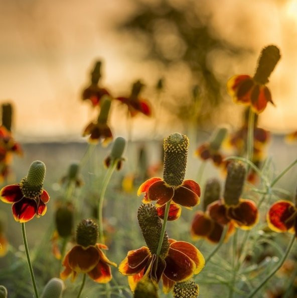 Kırmızı Sarı Bodur Ratibida Çiçeği Tohumu (100 tohum) ürün görseli 1
