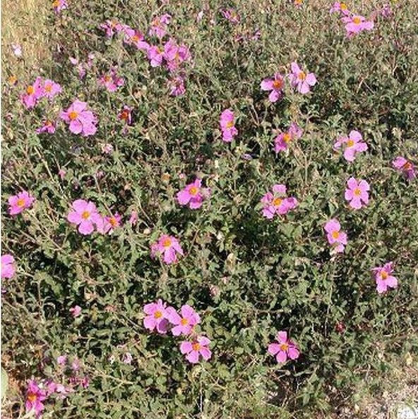 Pembe Güzeli Klarkiya Çiçeği Tohumu (100 tohum) ürün görseli 1