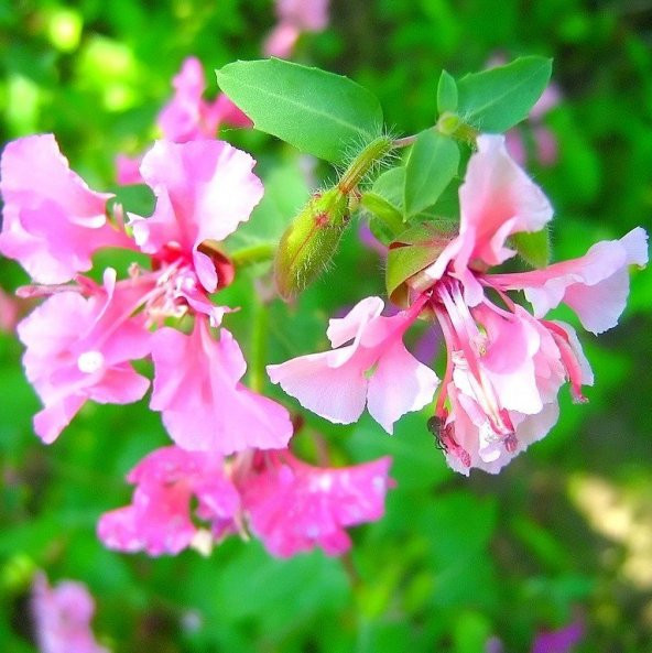Elegant Klarkiya Çiçeği Tohumu (100 tohum) ürün görseli 1