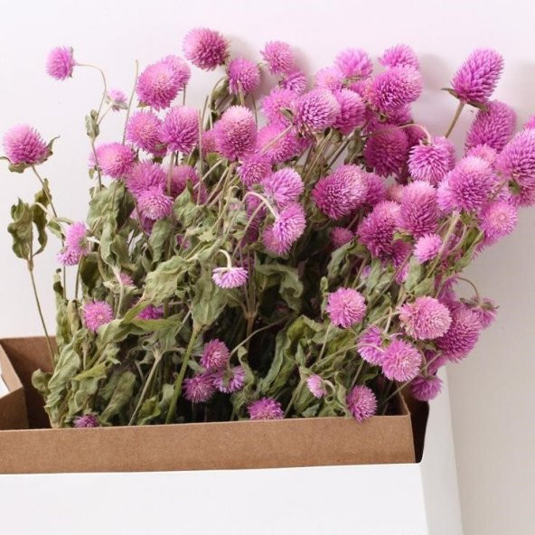 Gomphrena Globosa Pembe Medine Çiçeği Tohumu (50 tohum) ürün görseli 1