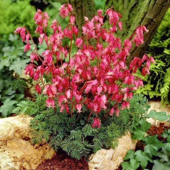 Çingene Rüya Klarkiya Çiçeği Tohumu (100 tohum) ürün görseli 1