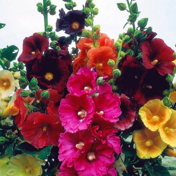 Karışık Renkli Katmerli Gül Hatmi Çiçeği Tohumu (40 tohum) ürün görseli 1