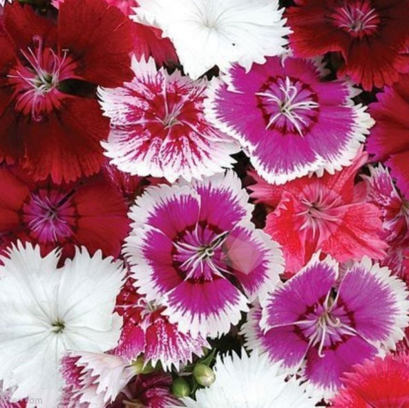 Karışık Renkli Bodur Çin Karanfili Çiçeği Tohumu (100 tohum) ürün görseli 1