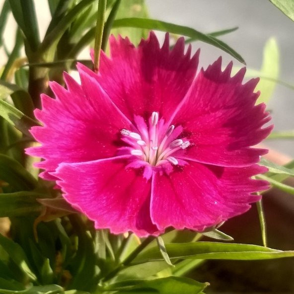 Çin Pembesi Dianthus Çiçeği Tohumu (50 tohum) ürün görseli 1