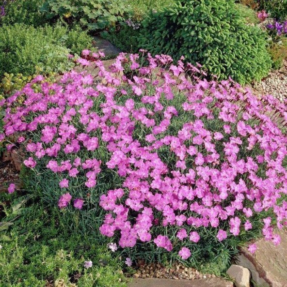Dianthus Kır Pembesi Çiçeği Tohumu(50 adet) ürün görseli 1