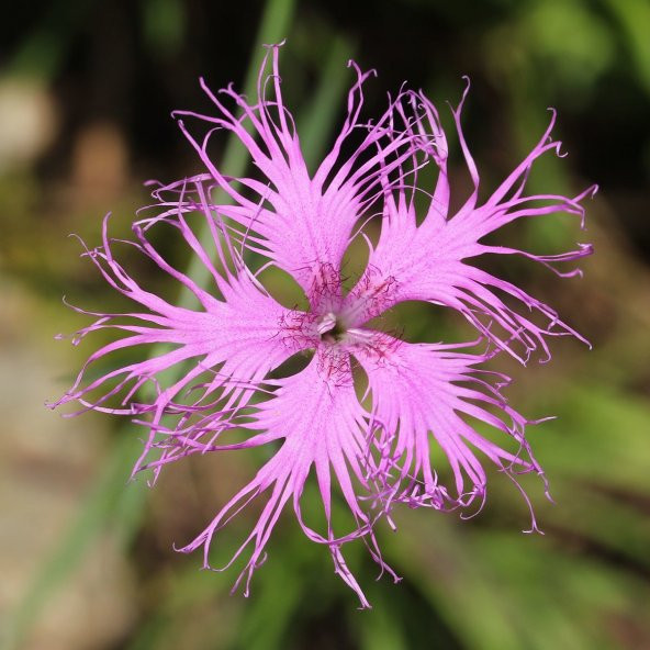 Püsküllü Pembe Dianthus Çiçeği Tohumu (50 adet) ürün görseli 1