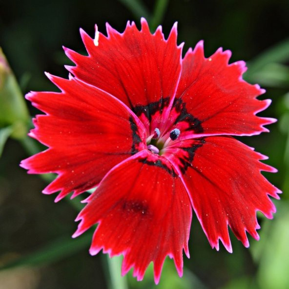 Dianthus Superbus Red Bol Kokulu Karanfil Çiçeği Tohumu (100 adet) ürün görseli 1