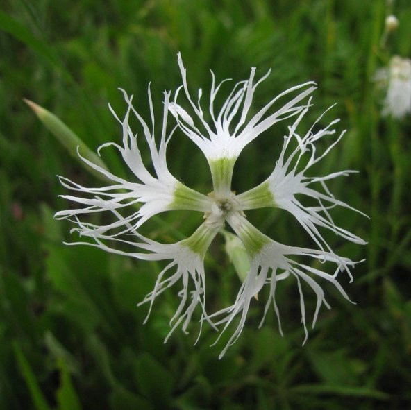 Dianthus Superbus White Bol Kokulu Karanfil Çiçeği Tohumu(100 adet) ürün görseli 1