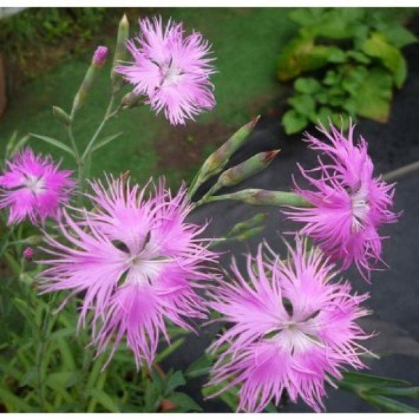 Dianthus Superbus Rose Bol Kokulu Karanfil Çiçeği Tohumu (100 adet)