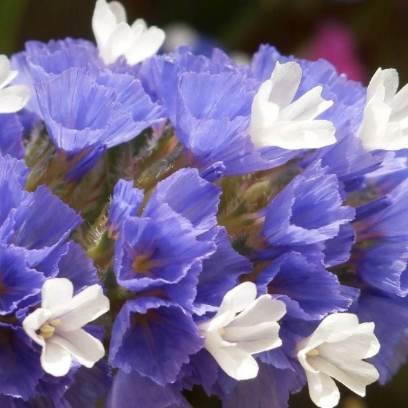 Limonium Sinuatum Deep Blue Deniz Lavantası Tohumu (30 tohum) ürün görseli 1
