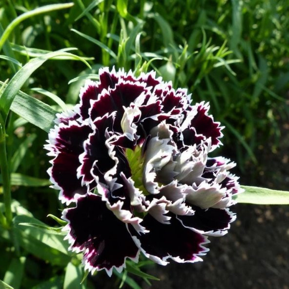 Dianthus Heddewigii Black White Karanfil Çiçeği Tohumu (100 adet) ürün görseli 1