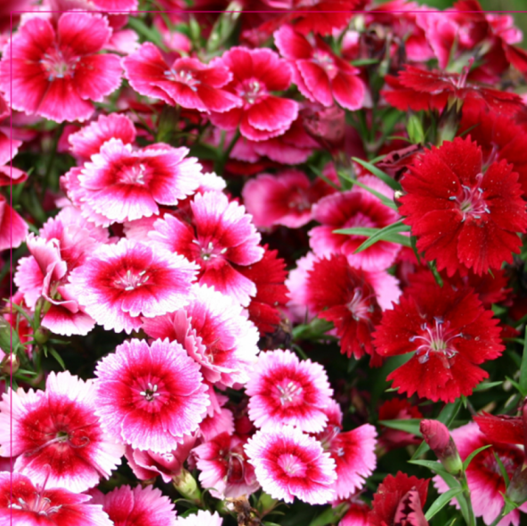 Dianthus Heddewigii Baby Doll Karanfil Çiçeği Tohumu (100 adet) ürün görseli 1