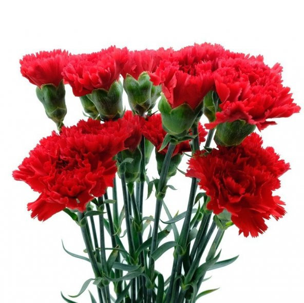 Chabaud Cardinal Red Karanfil Çiçeği Tohumu (70 adet) ürün görseli 1