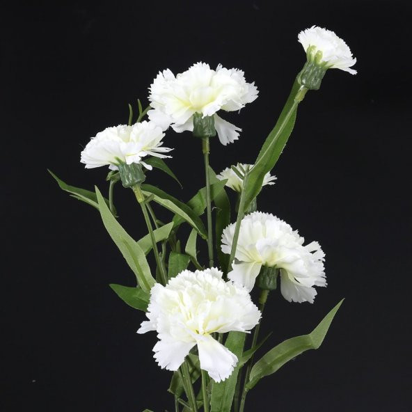 Chabaud White Karanfil Çiçeği Tohumu (70 adet) ürün görseli 1