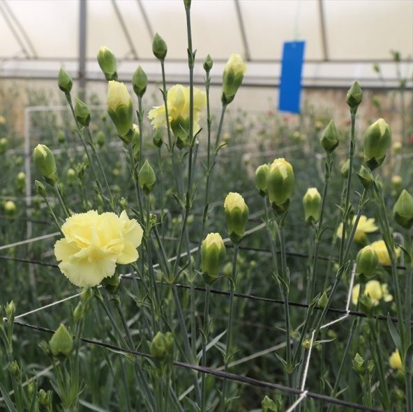 Chabaud Yellow Karanfil Çiçeği Tohumu (70 adet)