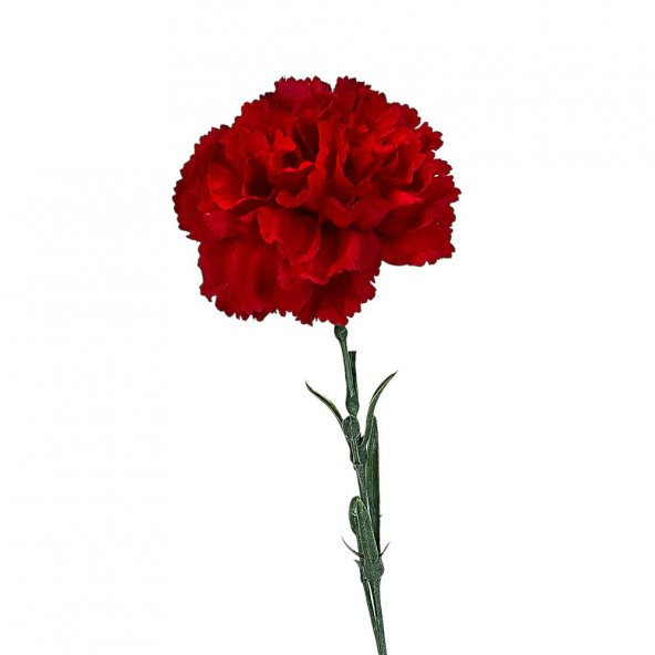 Chabaud Crimson Karanfil Çiçeği Tohumu (70 adet)