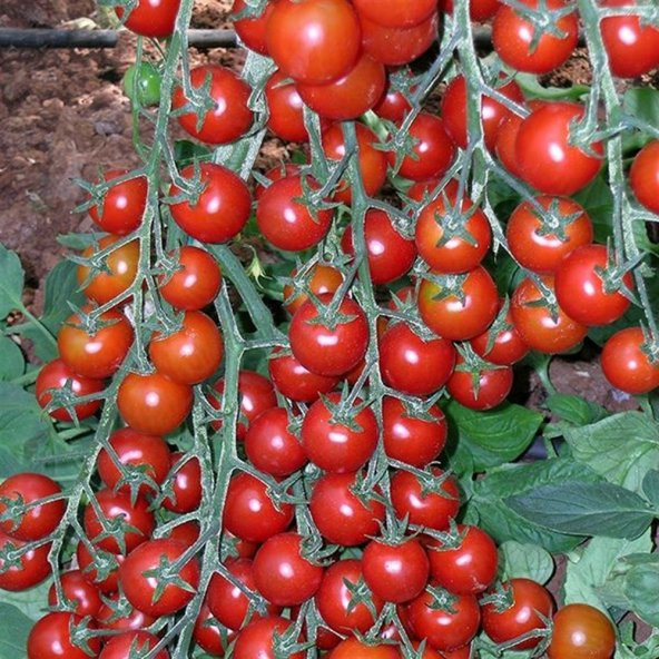 Çeri Pinpon Domates Tohumu (40 tohum)