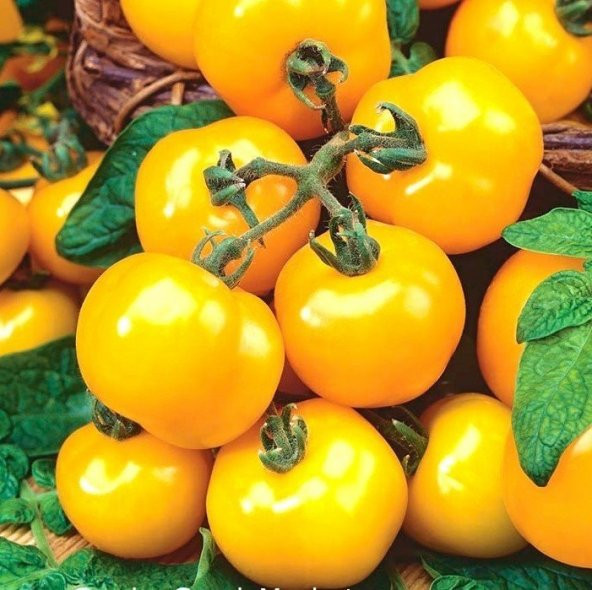 Doğal Sunray Domates Tohumu(20 tohum)
