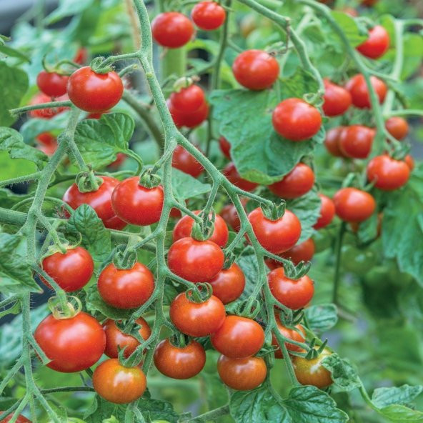 Doğal Küçük Kiraz Domates Tohumu (20 tohum) ürün görseli 1