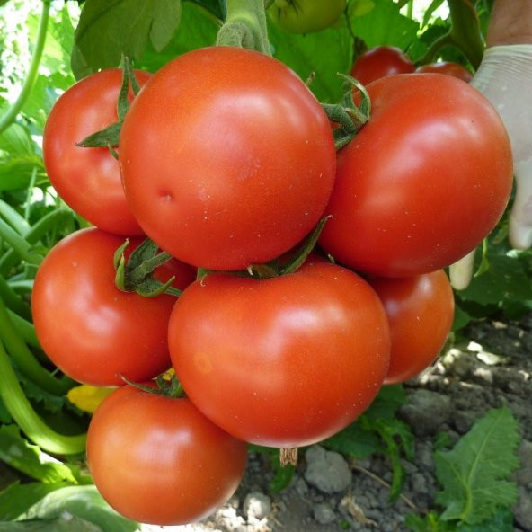 Doğal Floridade Domates Tohumu (20 tohum) ürün görseli 1