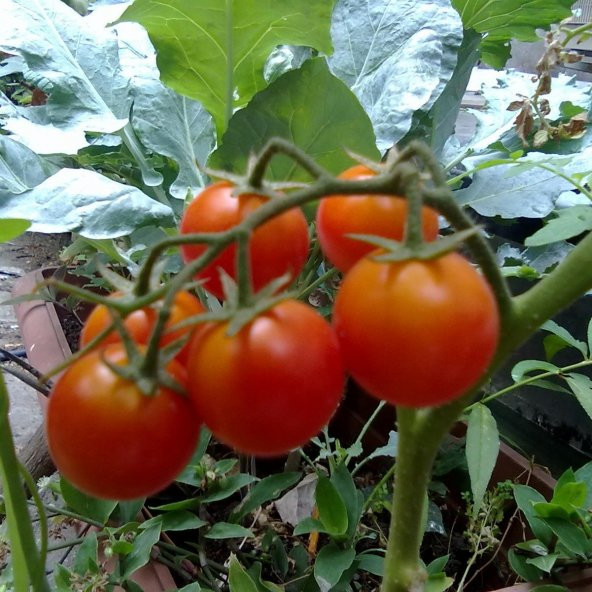 Helix F1 Çeri DOmates Tohumu (1000 tohum) ürün görseli