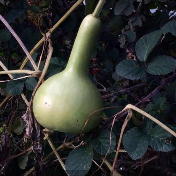 Doğal Calabash Süs (Su) Kabağı Tohumu (5 Tohum)