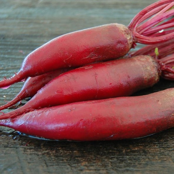 Cylindra Şişman Uzun Pancar Tohumu (40 tohum) ürün görseli 1