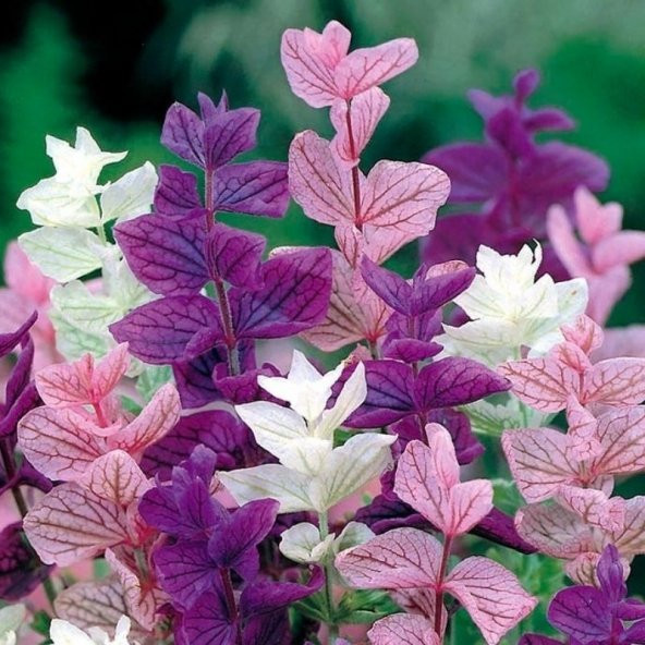 Salvia Horminum Karışık Renkli Adaçayı Çiçeği Tohumu (350 Tohum) ürün görseli 1