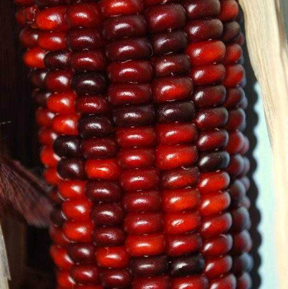Haşlamalık Mısır Tohumu (25 gram)