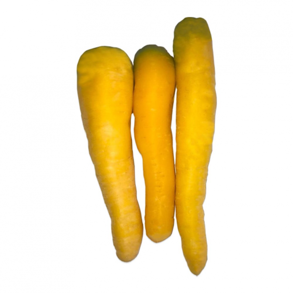 Doğal Solar Yellow Havuç Tohumu (50 tohum) ürün görseli 1