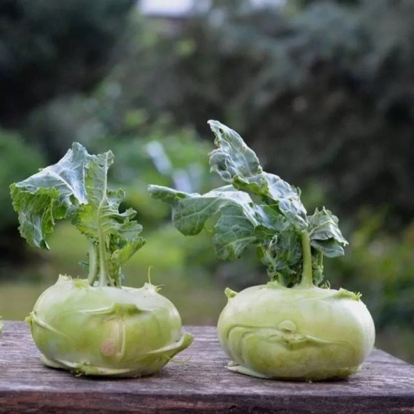 Doğal Yeşil Kohlrabi (Alabaş) Tohumu (20 Tohum)