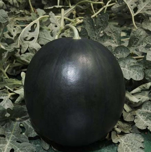 Geleneksel Siyah Washington Karpuz Tohumu (5 gram)