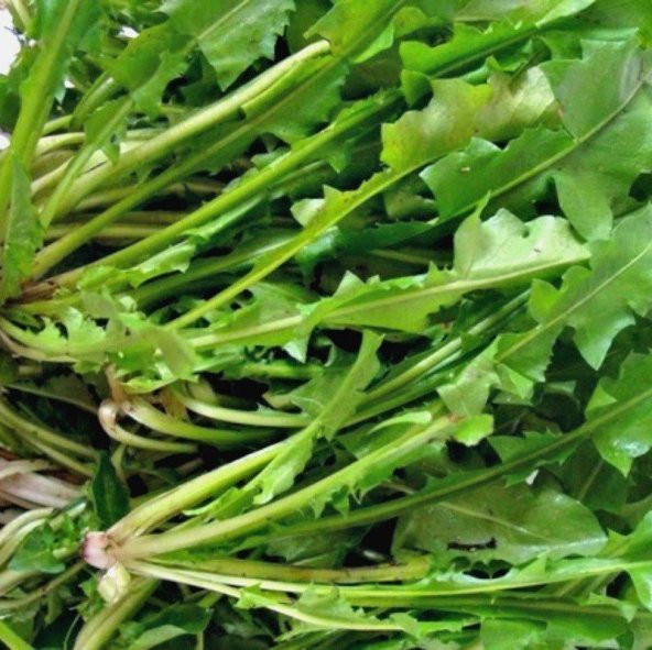 Doğal Koyu Yeşil Catalogna Garnet Stem Hindiba Tohumu(100 tohum)