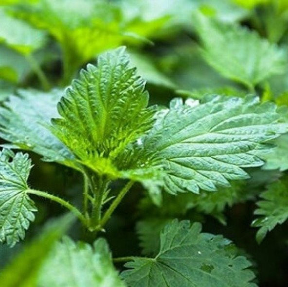 Doğal Isırgan Otu Tohumu(150 adet ) ürün görseli 1