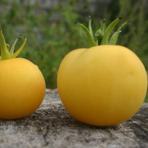 Doğal Sarı Şeftali Domates Tohumu (20 tohum) ürün görseli 1