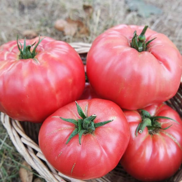 Bizimköy F1 Domates Tohumu (10 tohum) ürün görseli 1