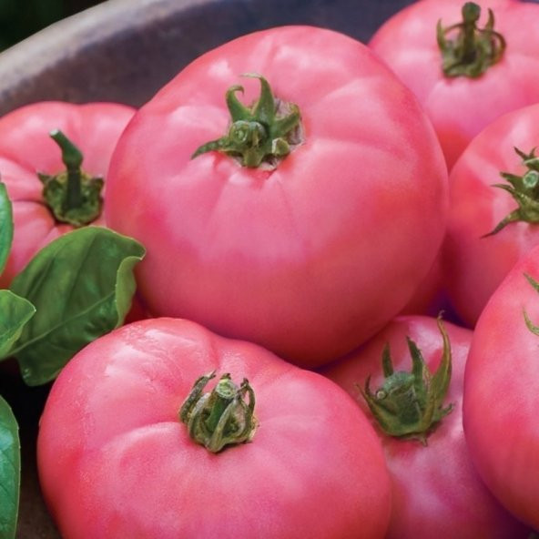 Bizimköy2 F1 Domates Tohumu (10 tohum) ürün görseli 1