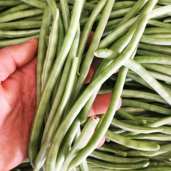 Doğal Sırık Börülce Tohumu (20 Adet)