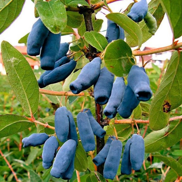 Tüplü Aromatik Nadir Bulunan Honeyberry Bal Yemişi Fidanı - 2