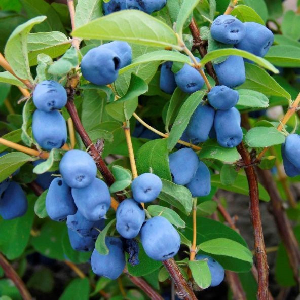 Tüplü Aromatik Nadir Bulunan Honeyberry Bal Yemişi Fidanı (50 Adet) - 3